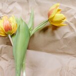 flower-3229064_1280